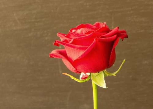 rose red flower gift petal