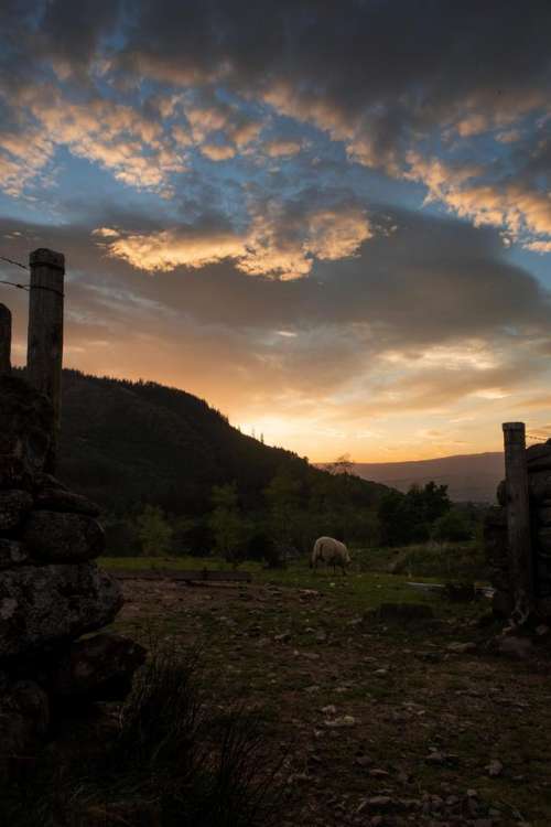 Sunset farm sheep evening clouds