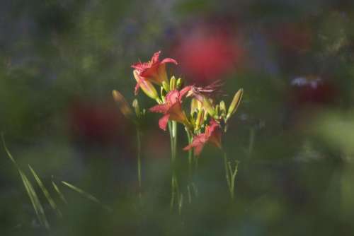 Flower Nature #photolesson5 Petal