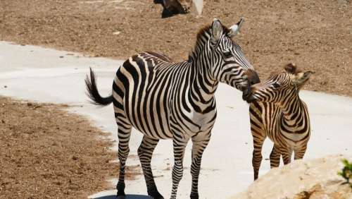 Zebra animal 
