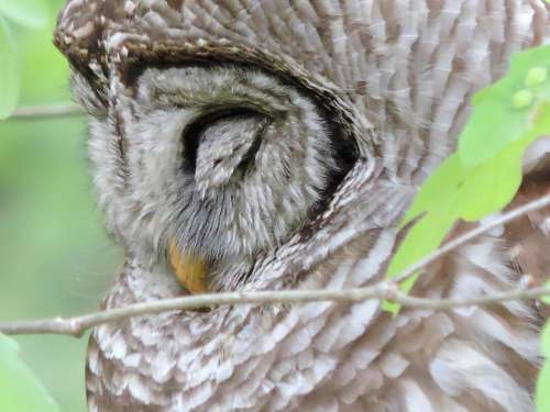 Barred owl Hoot Owl raptor predator wild