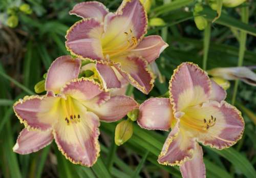 #Flowers purple lilies lily
