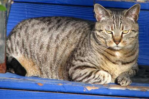 cat feline domestic cat tabby striped
