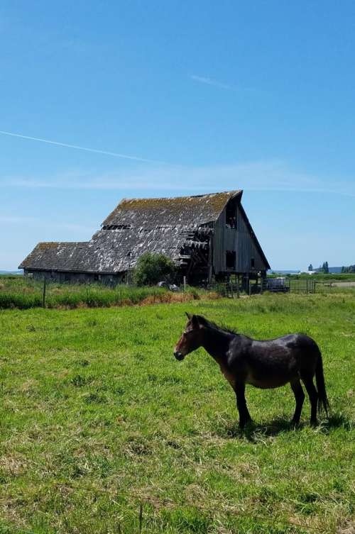 barn horse animal field nature