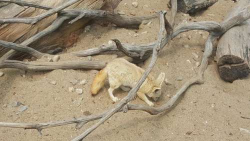 zoo Seoul animals fox canine