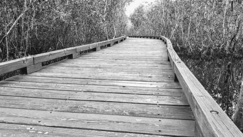 Queensland Coombabah mangroves boardwalk walkway