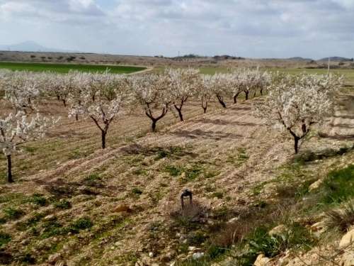tree almond tree flower agriculture 