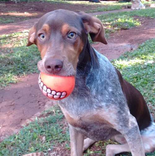 dog ball teeth
