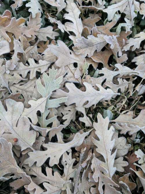 leaf leaves frost cold