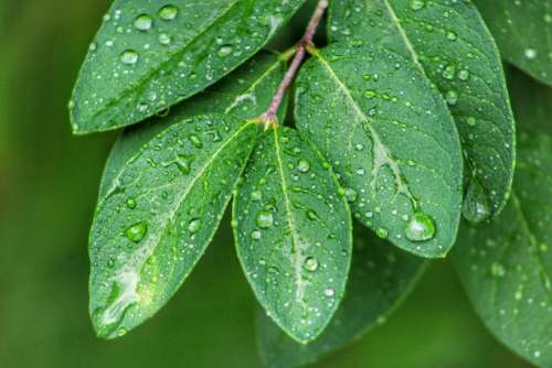 plant bush leaves rain raining