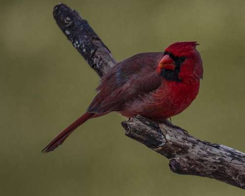 male Cardinal red bird wild