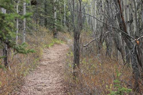 Trailway trail path woods