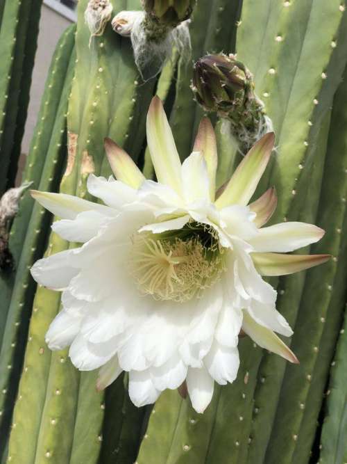 night blooming cereus cereus cactus cactus flower flower