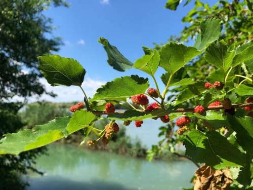 berries berry water sky blue