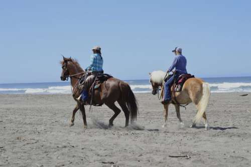 Horseback horse horses beach