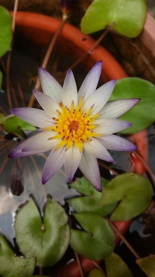 Lotus flower floral
