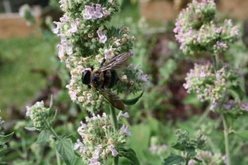 bee on catnip catnip herb bee insects