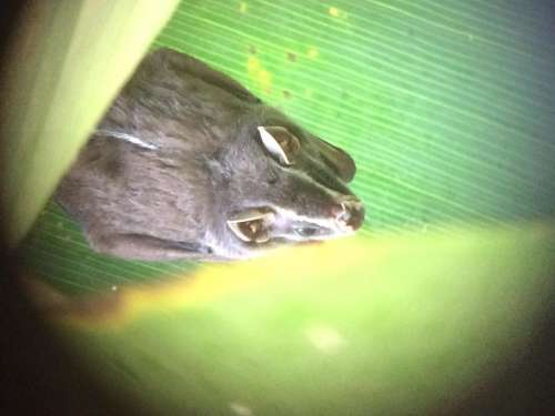 fruit bat Costa Rica rain forest leaf