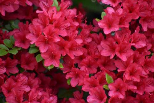 azalea flowers red blossoms
