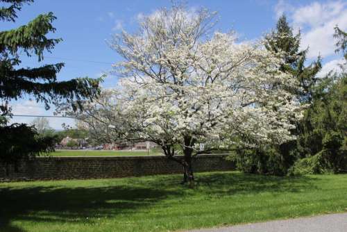 Gettysburg National Cemetery tree dogwood white