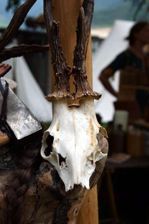 Skull bones animal skull horns deer