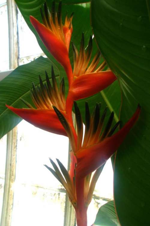 heliconia bird of paradise orange red tropical