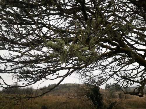 Air quality Sycamore tree moss Sligo