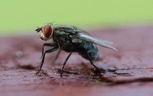 A close up of a fly on my verandah when I lived in the Northern Territory.