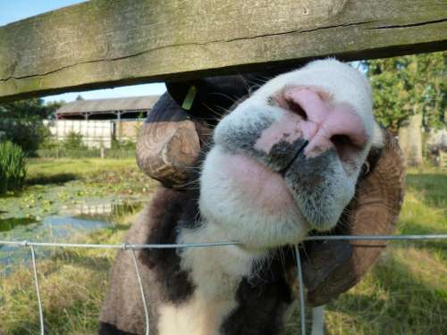 sheep ram nose mouth kiss