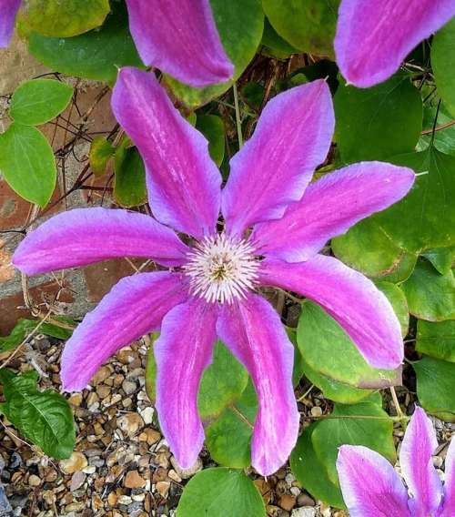 clematis purple spider flower green