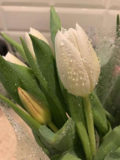 tulip flower white water dew drops