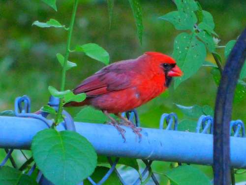 Cardinal bird #littlebirdies