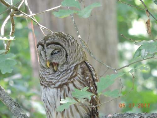 #birdsandblooms Barred owl Hoot Owl raptor predator