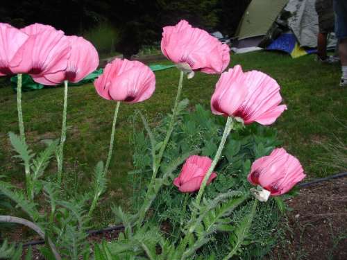 pink poppy poppies flower opium