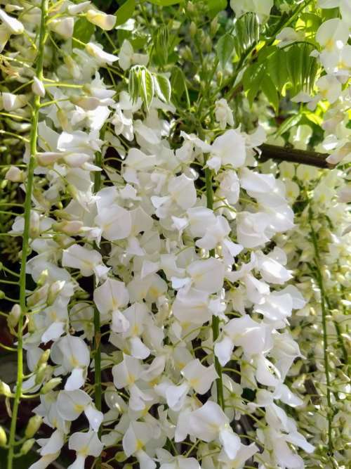 flowers white Wisteria sinensis Sweet sims