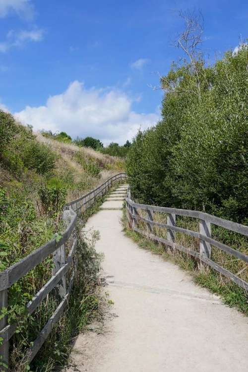 path winding trail steps trees