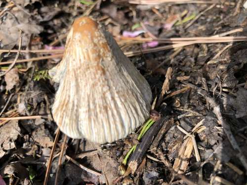 Mushroom fungi nature 