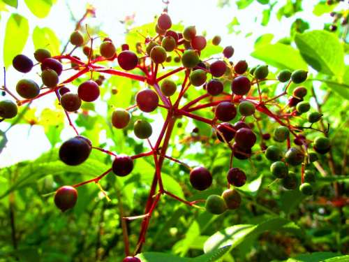 Berry berries naturr