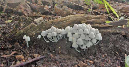 mushroom fungi