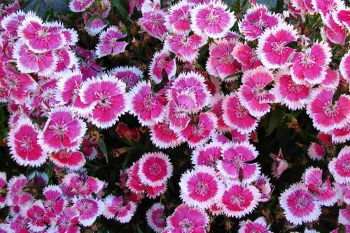 pink white pinks two-tone flower