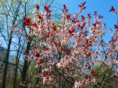 pink red blossoms tree spring