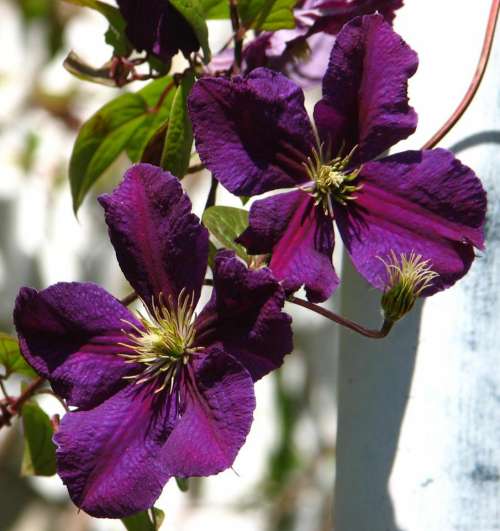 clematis purple violet magenta flower