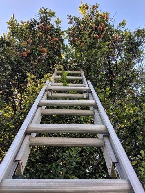 Ladder harvest 