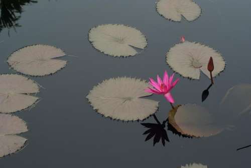 #water Lily#lilies #flower #lotus #purple #lily pads