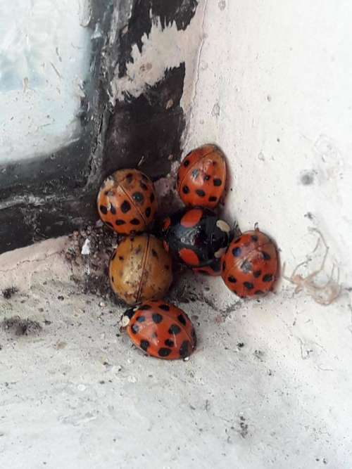 ladybug ladybird red beetle Coccinellidae