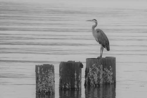 Great Blue Heron bird