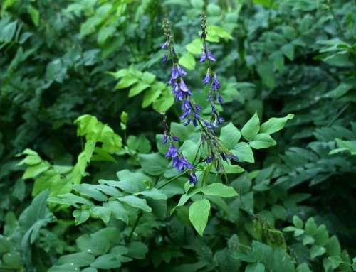 nature plants flora floret flowers