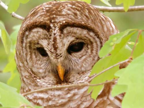 Barred owl Hoot Owl raptor predator wild