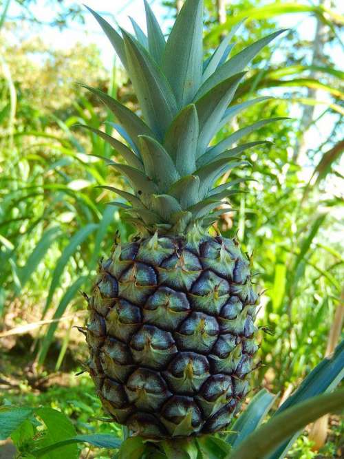pineapple fruit excotic fruit healthy fresh
