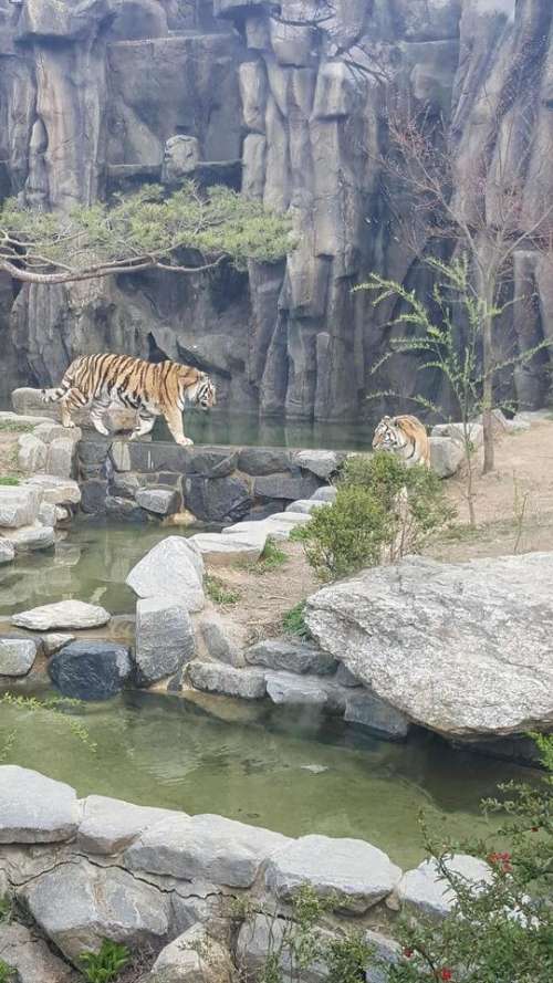 zoo animal tiger beast predatory